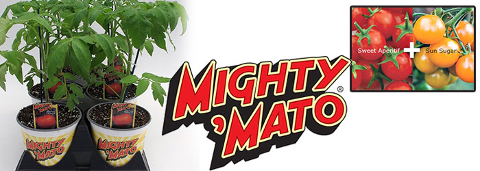 Mighty 2'Mato Plant